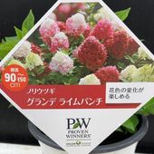 スモークツリー グレース 4.5号｜花木10-TU | 花木・庭木,スモーク