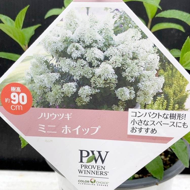 花木・庭木,アジサイ類,アジサイの購入なら赤塚植物園オンライン 花の