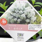 PW セダム モコランド サクラアフロ 11cmロングポット×2鉢セット｜草花