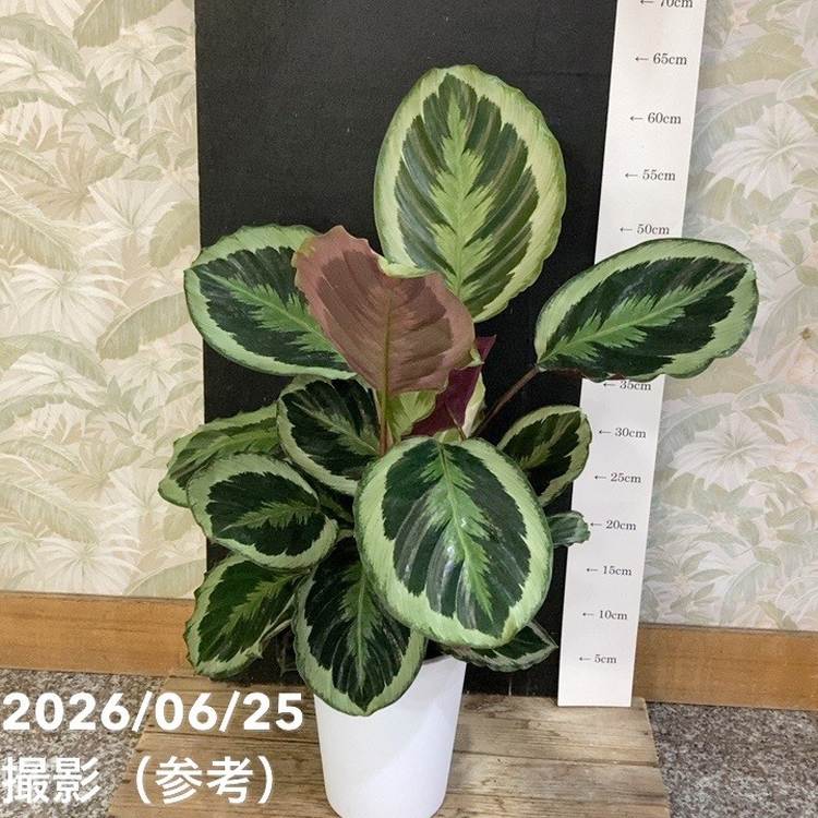 特集,斑入り植物の購入なら赤塚植物園オンライン 花の音｜花苗
