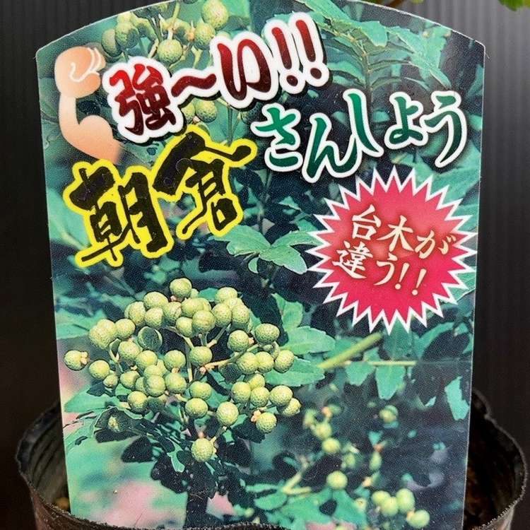 果樹,山椒の購入なら赤塚植物園オンライン 花の音｜花苗・ガーデニング