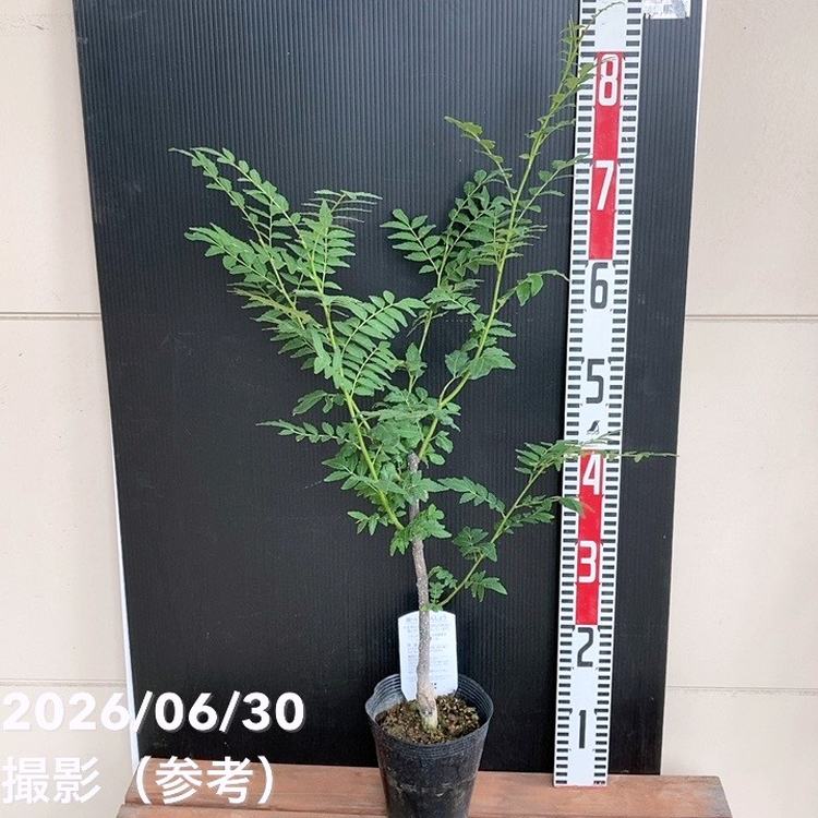 朝倉山椒 4.5号｜果樹04-PA | 果樹,山椒 | 赤塚植物園オンライン 花の