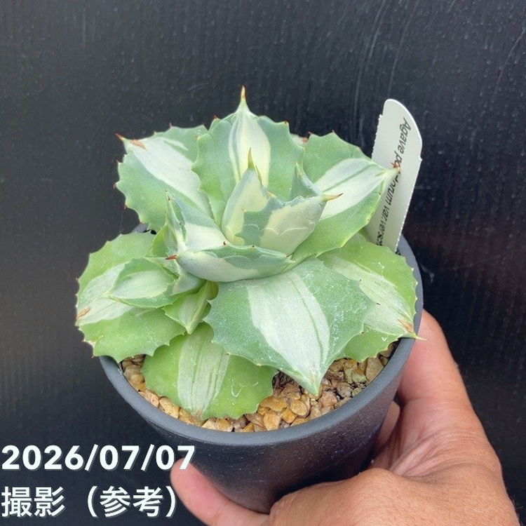 □キーワードから探す,ドライガーデンの購入なら赤塚植物園オンライン