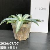 決算P5倍！10%OFF！8/2まで】アガベ 3.5号 パリー トランカータ parryi