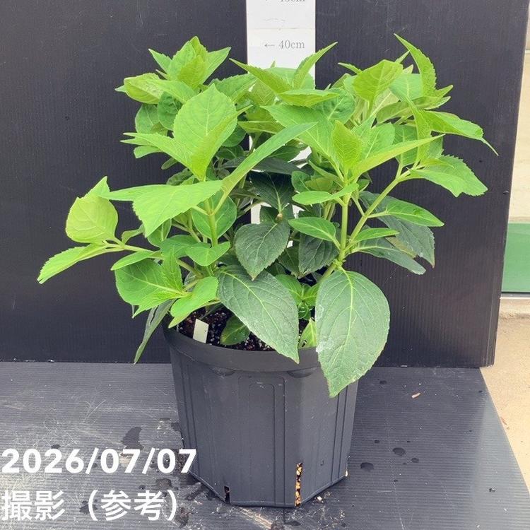 花木・庭木,アジサイ類,アジサイの購入なら赤塚植物園オンライン 花の