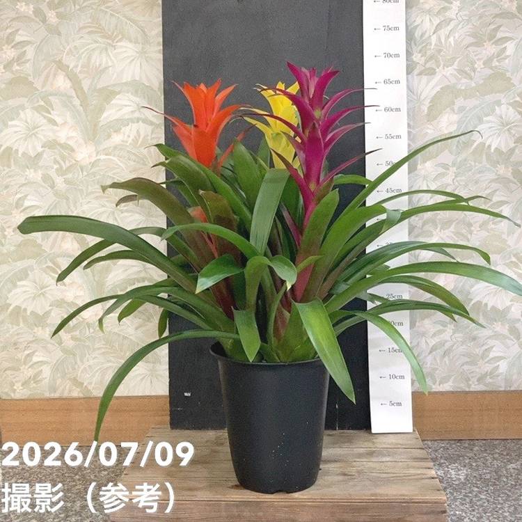 決算P5倍！8/2まで】グズマニア 3色寄せ植え 7号｜鉢花04-PA | 観葉