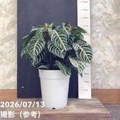 決算P5倍！10%OFF！8/2まで】オリーブ ひなかぜ 3.5号 さらにお得な4株