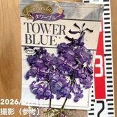 秋セール10%OFF！11/1まで】サンスベリア 4号 タワー Tower プラ鉢