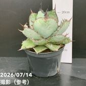ブルーエンバー　大株 決算P5倍！10%OFF！8/2まで】アガベ 5号 ブルーエンバー Blue Ember
