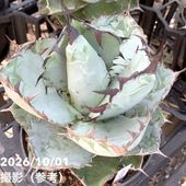 アガベ 2.5号 白犀牛 シロサイ White Rhino｜観葉10-TU | 観葉・多肉
