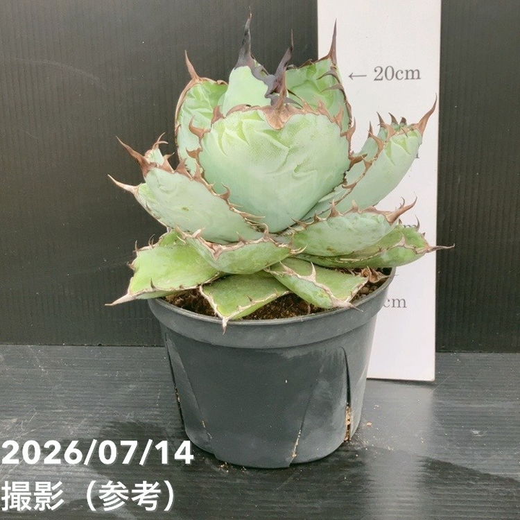 決算P5倍！10%OFF！8/2まで】アガベ 5号 チタノタ ブラックアンド