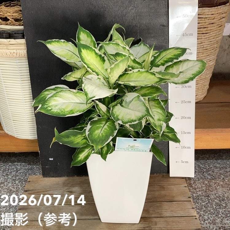 特集,斑入り植物の購入なら赤塚植物園オンライン 花の音｜花苗
