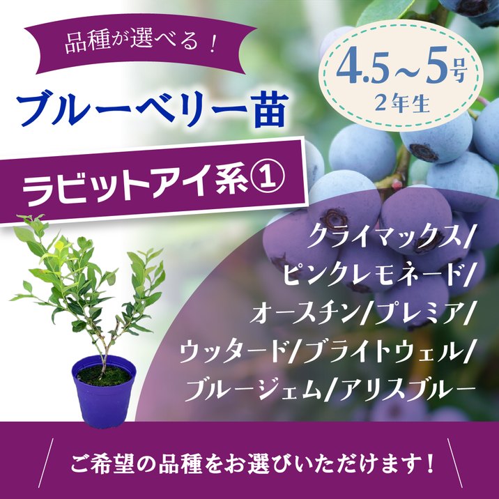 予約9月下旬以降発送】ブルーベリー苗 ラビットアイ系 選択可能品種（1