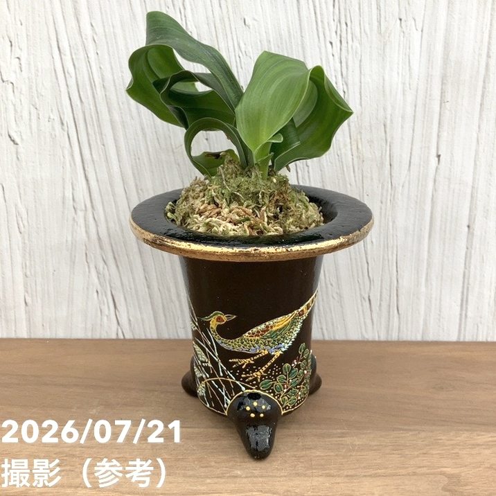 観葉・多肉,万年青（オモト）の購入なら赤塚植物園オンライン 花の音