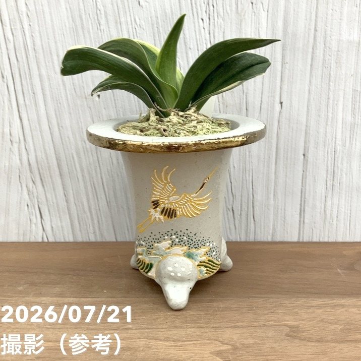 錦鉢 万年青鉢 鳳凰 祥山 錦鉢 京楽焼 万年青鉢 蘭鉢 4号鉢 植木鉢