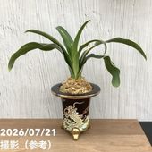 万年青「大八州」 万年青「大八州」 大八州 (おおやしま) Ooyasima – おもとの豊明園