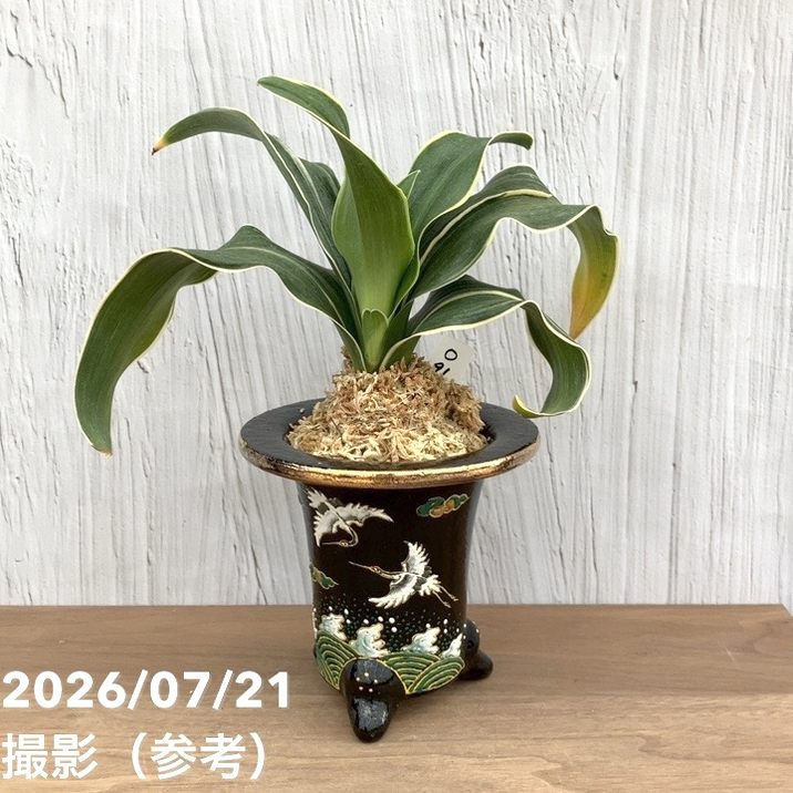 観葉・多肉,万年青（オモト）の購入なら赤塚植物園オンライン 花の音