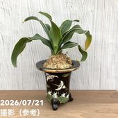決算P5倍！8/2まで】【激レア！現品お届け】サイカス カイルンシアナ