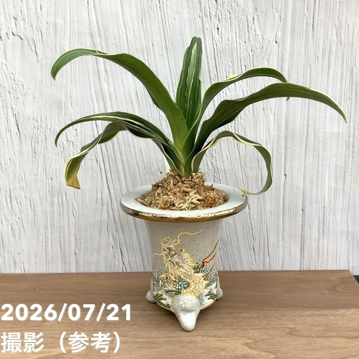 観葉・多肉,万年青（オモト）の購入なら赤塚植物園オンライン 花の音