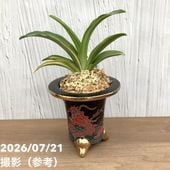 現品お届け】豊明園 万年青 オモト 青獅子（あおじし）錦鉢 龍（O64