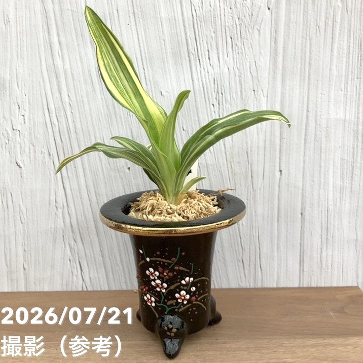 観葉・多肉,万年青（オモト）の購入なら赤塚植物園オンライン 花の音