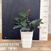アフェランドラ・S ダニア 5号 ｜観葉04-PA | 観葉・多肉 | 赤塚植物園