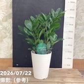 決算P5倍！10%OFF！8/2まで】オリーブ ひなかぜ 3.5号 さらにお得な4株