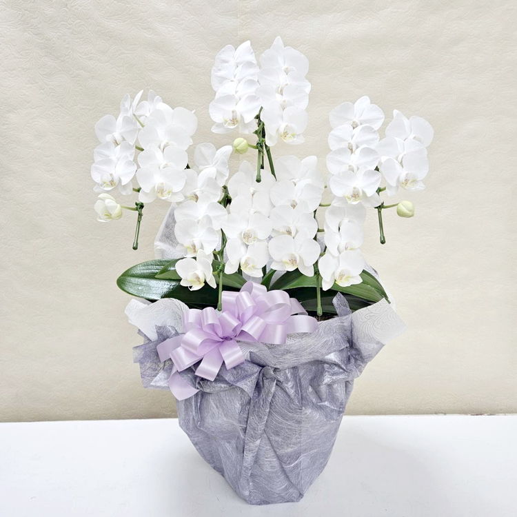 胡蝶蘭(白い妖精！)花器付き！花器は、手作り！ 決算P5倍！8/2まで】偲ぶ想いで届けるお供え花（1）熟成胡蝶蘭 5本立
