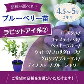 ブルーベリー苗 ラビットアイ系 選択可能品種（1）（クライマックス