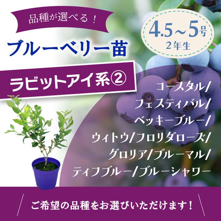 ブルーベリー苗7号ポット４本セット 予約9月下旬以降発送】ブルーベリー苗 ラビットアイ系 選択可能品種（2