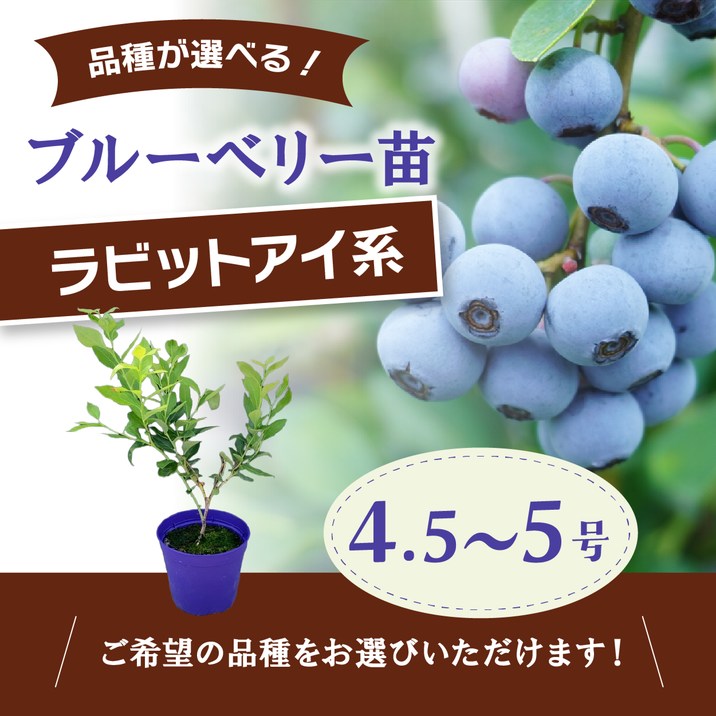 予約9月下旬発送】ブルーベリー苗 ラビットアイ系 選択可能品種（2