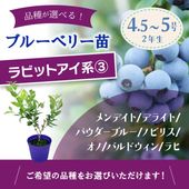 プルメリア ジャングルジャック ミニホワイト（JJ Mini White）5号｜鉢
