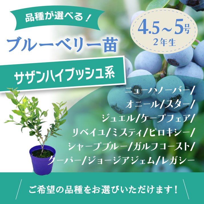 果樹,ブルーベリーの購入なら赤塚植物園オンライン 花の音｜花苗