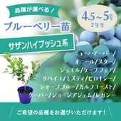 予約9月下旬以降発送】ブルーベリー苗 ノーザンハイブッシュ系 選択