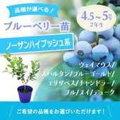 ブルーベリー ノーザンハイブッシュ系 チャンドラー（接木苗）4.5～5号