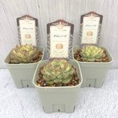 リトープス 2.5号 6品種セット｜観葉10-TU | 観葉・多肉 | 赤塚植物園