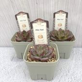 吉坂包装さん 王冠ラベルの多肉植物 エケベリア ハニーレモン 3号×3鉢
