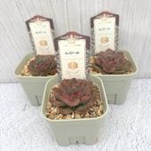 吉坂包装さん 王冠ラベルの多肉植物 エケベリア ミスレッド 3号×3鉢