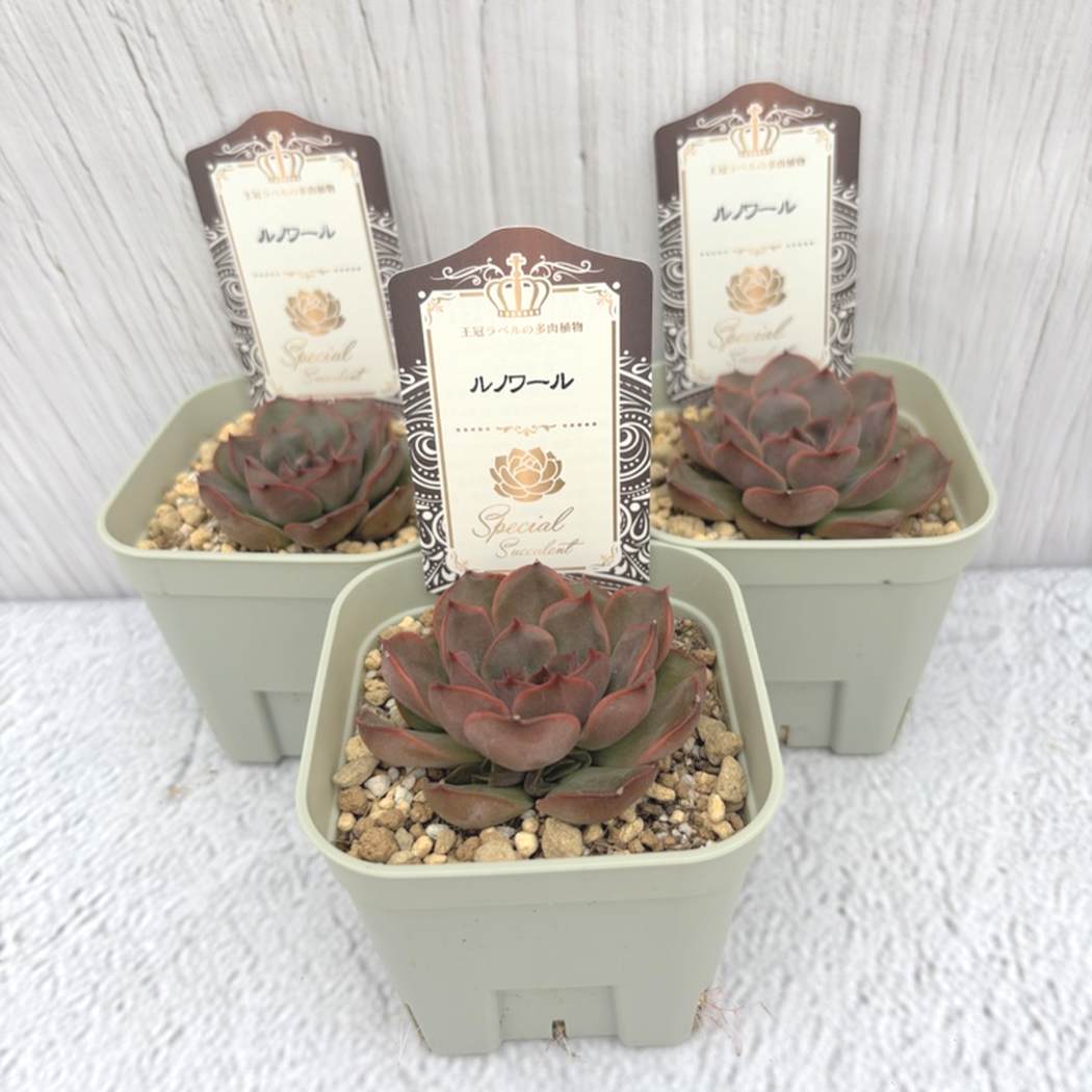 【夏セール対象商品】吉坂包装さん 王冠ラベルの多肉植物 エケベリア ルノワール 3号×3鉢セット|観葉10-TU
