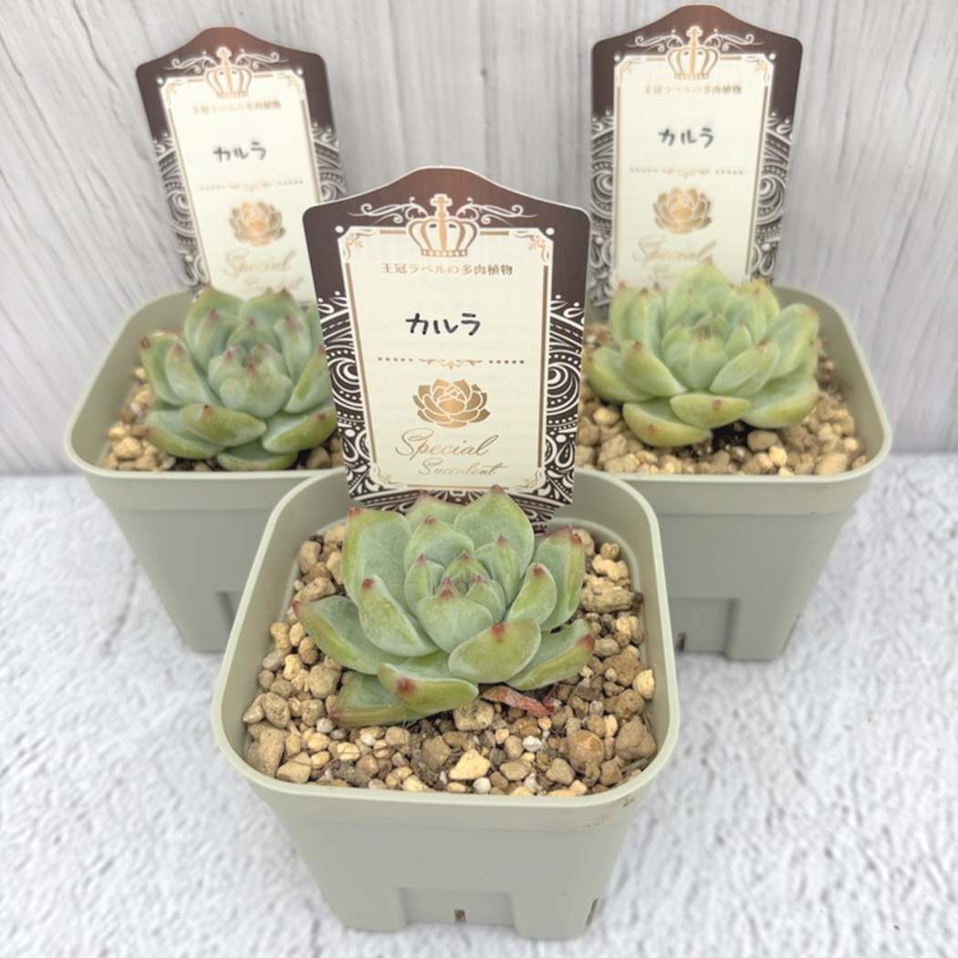 【夏セール対象商品】吉坂包装さん 王冠ラベルの多肉植物 エケベリア カルラ 3号×3鉢セット｜観葉10-TU