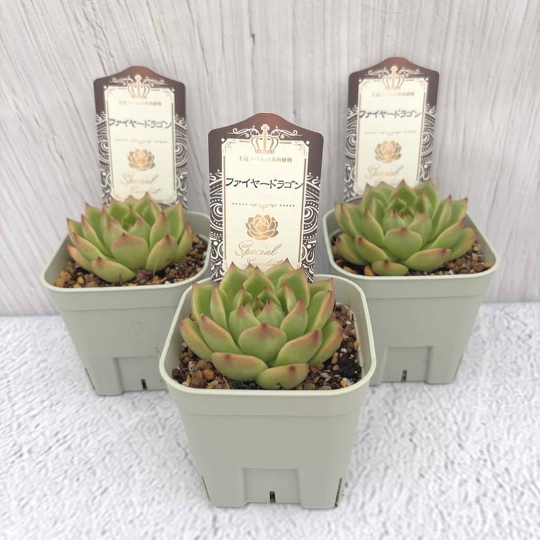 【夏セール対象商品】吉坂包装さん 王冠ラベルの多肉植物 エケベリア ファイヤードラゴン 3号×3鉢セット｜観葉10-TU