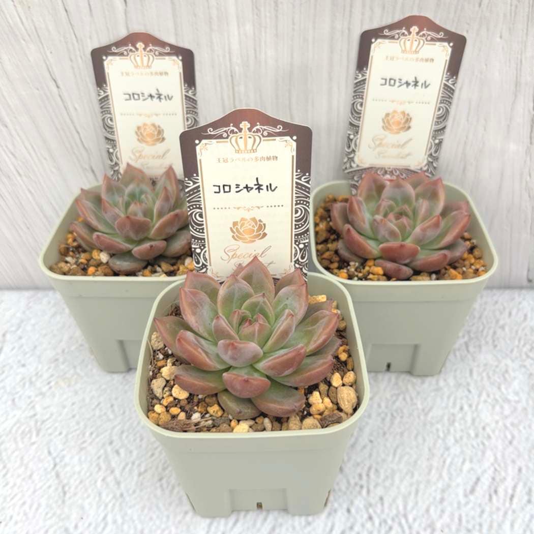 【夏セール対象商品】吉坂包装さん 王冠ラベルの多肉植物 エケベリア コロシャネル 3号×3鉢セット｜観葉10-TU
