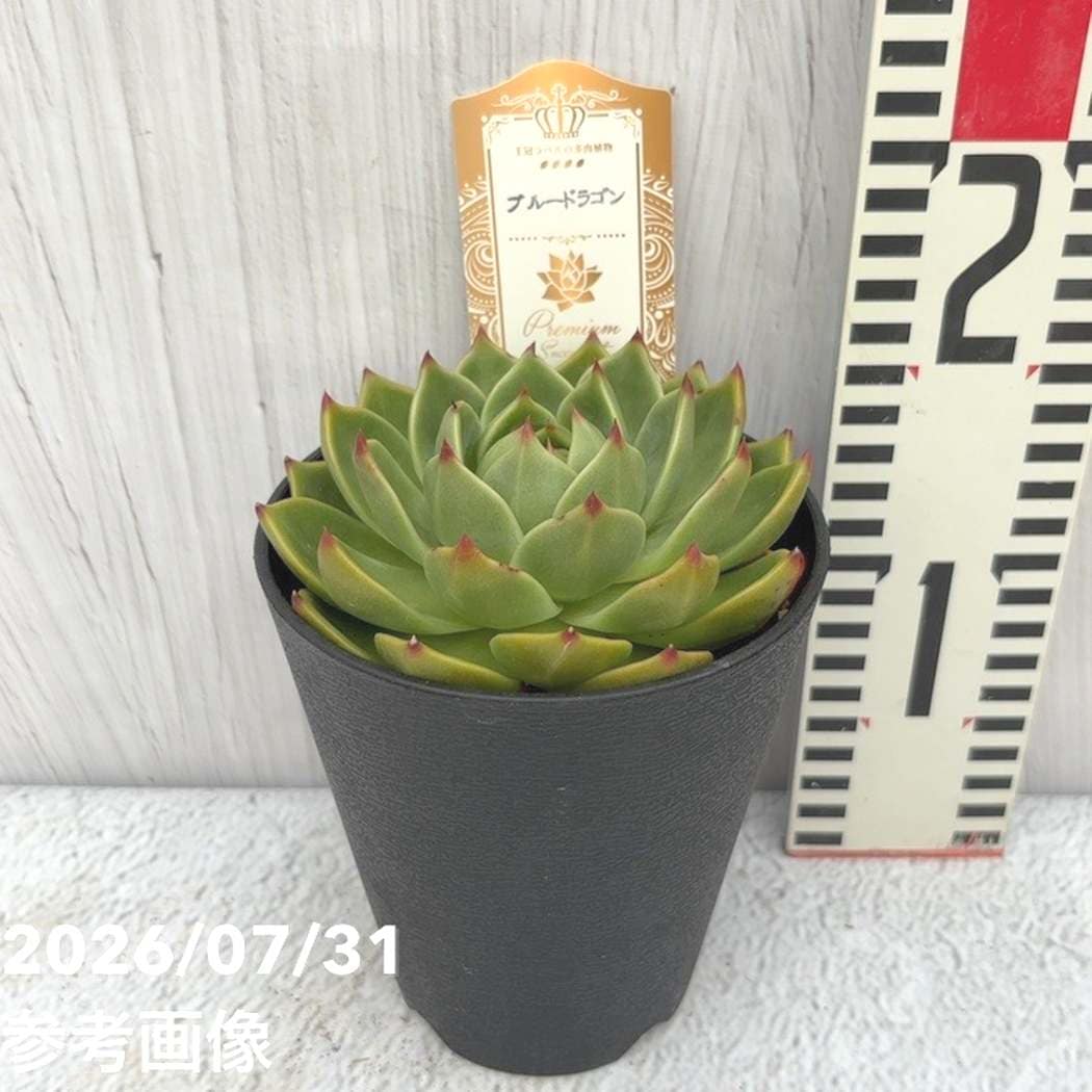 【夏セール対象商品】吉坂包装さん 王冠ラベルの多肉植物 エケベリア ブルードラゴン 4号｜観葉10-TU