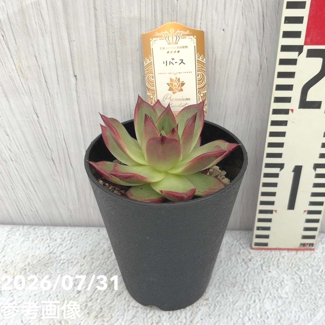 【夏セール対象商品】吉坂包装さん 王冠ラベルの多肉植物 エケベリア リバース 4号｜観葉10-TU