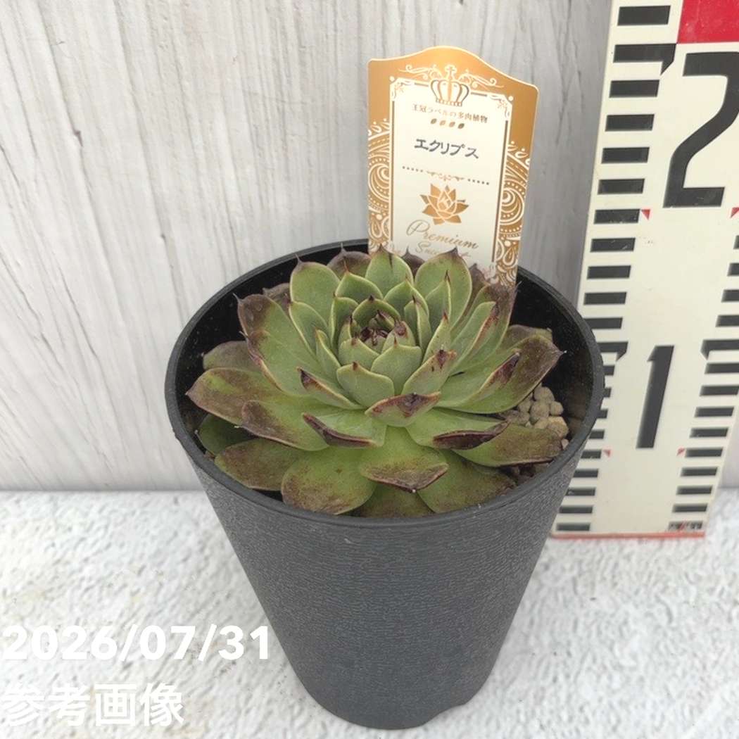 【夏セール対象商品】吉坂包装さん 王冠ラベルの多肉植物 エケベリア エクリプス 4号｜観葉10-TU