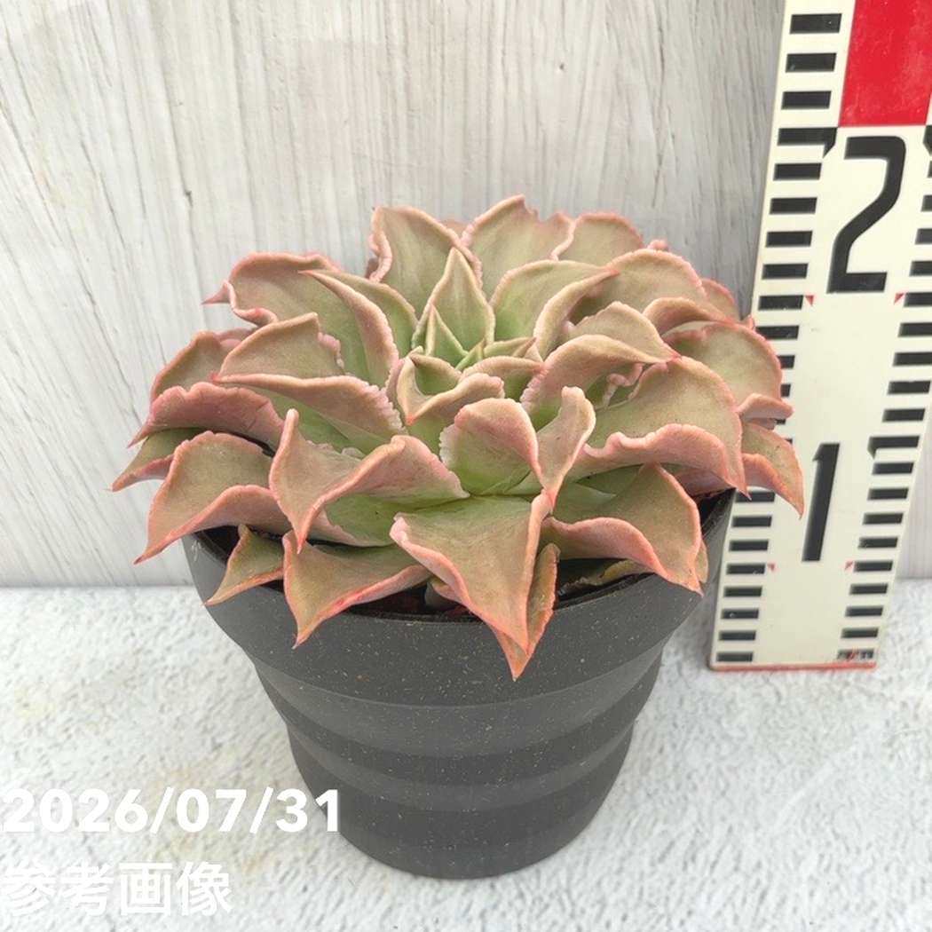 【夏セール対象商品】吉坂包装さん 王冠ラベルの多肉植物 エケベリア マディバ 5号｜観葉10-TU