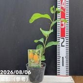 桃 大久保 4号ロングポット 1年生｜果樹04-PA | 果樹,モモ | 赤塚