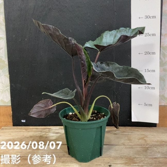 【専用】アロカシア4種セット 観葉・多肉,アロカシアの購入なら赤塚植物園オンライン 花の音｜花苗