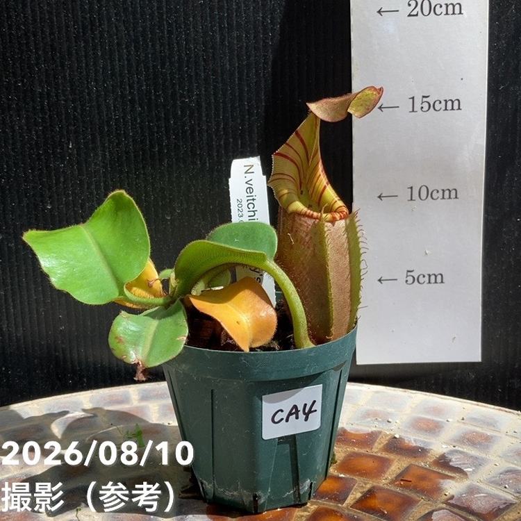 【現品お届け】食虫植物 ウツボカズラ 3号スリット鉢（CA4）｜観葉04-PA