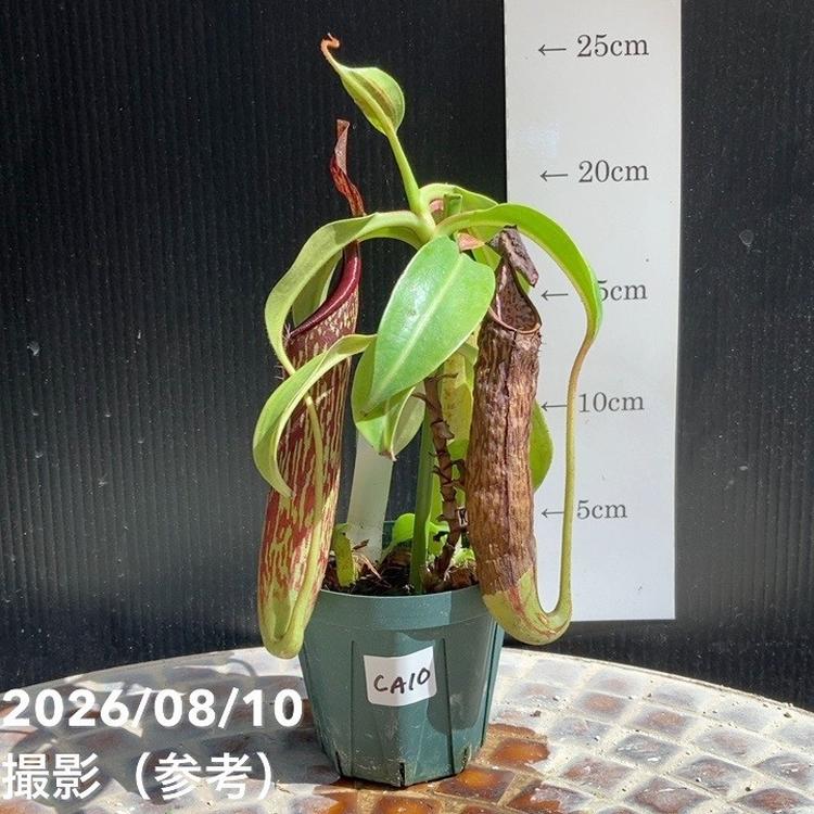 【現品お届け】食虫植物 ウツボカズラ N. copelandii CV 3号スリット鉢（CA10）｜観葉04-PA